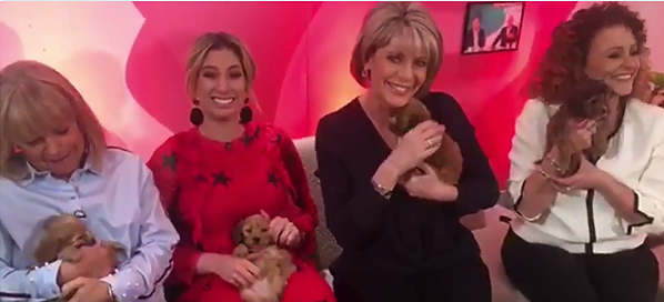 Four women holding Cockapoo puppies during a media appearance