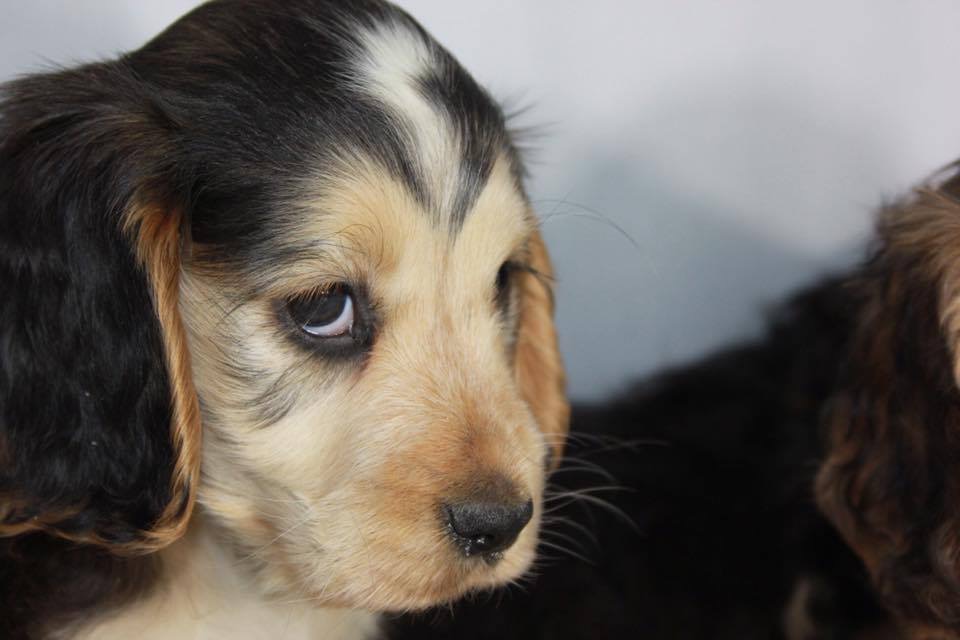 A close-up of a tricolour Cockapoo puppy