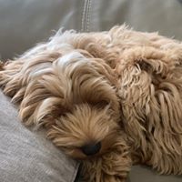 A sleeping Cockapoo puppy curled up on a grey sofa
