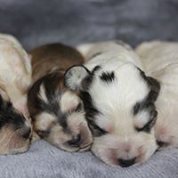 A huddle of newborn Cockapoo and Cocker Spaniel puppies