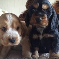 Two Cockapoo puppies, tan and black, sitting side by side